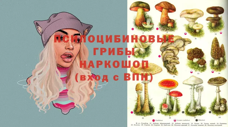 blacksprut ссылка  Жигулёвск  Галлюциногенные грибы Psilocybe 